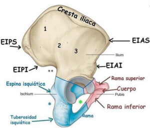 Hueso Il Aco O Coxal Anatomia Funci N Lesiones Y Sus Partes