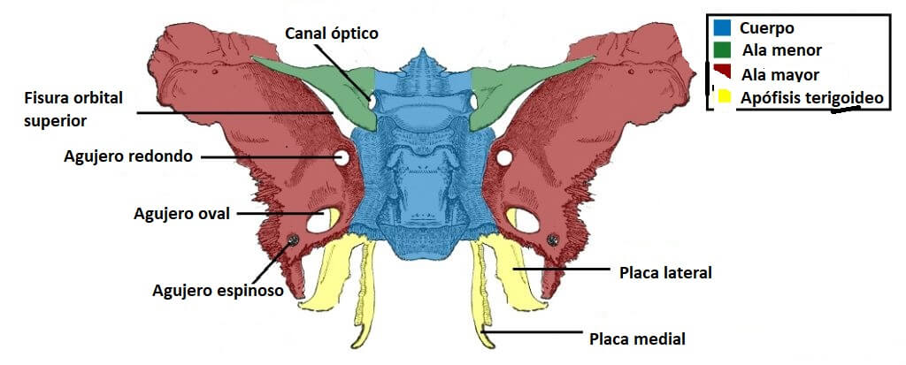 Hueso Esfenoides