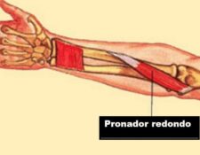 Músculos del compartimento anterior del antebrazo