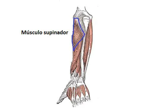 M Sculo Supinador Origen Inserci N Inervaci N Irrigaci N Acci N