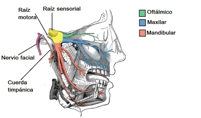 Nervio Mandibular Origen Ramas V As Inervaci N