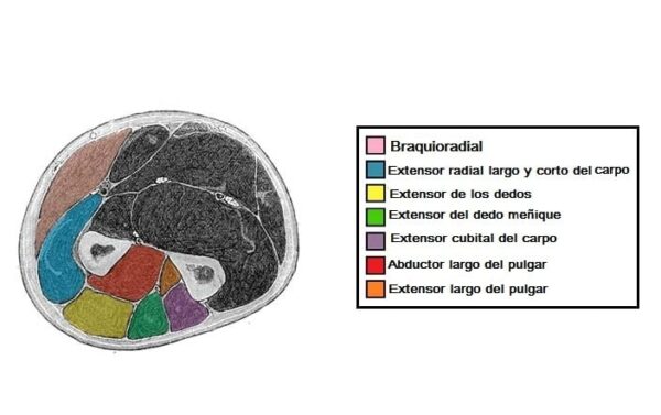 Músculos del compartimento posterior del antebrazo