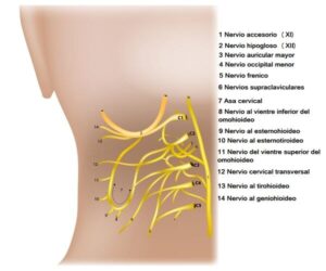 Plexo Cervical Ramas E Inervaciones