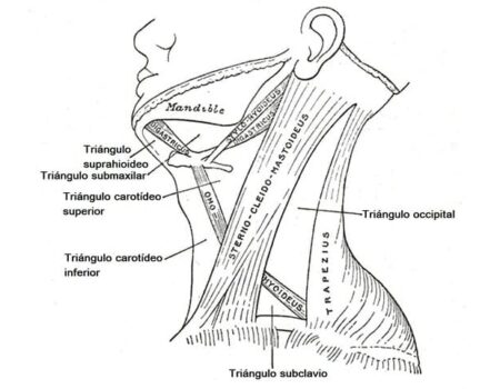 Reas Del Cuello Tri Ngulos Del Cuello