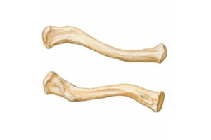 Clavícula
