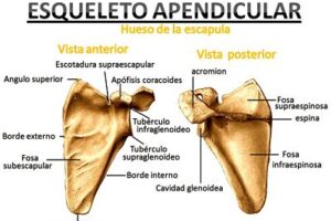 Escápula Escápula