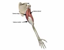 Músculo tríceps braquial