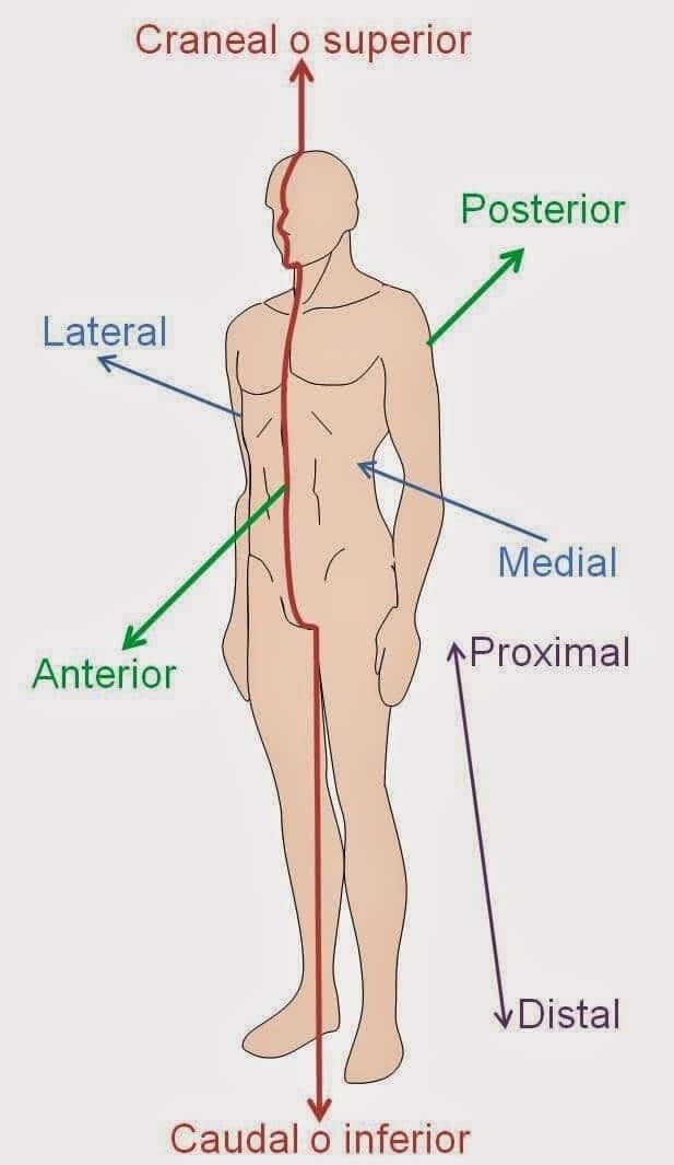 Anatomía humana Términos direccionales anátomico