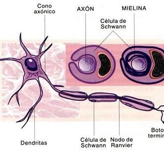 células de Schwann