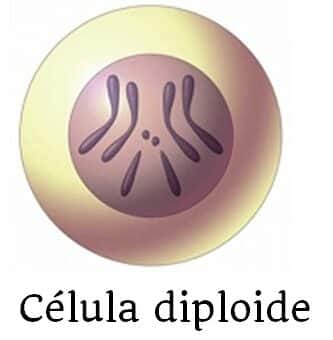 célula diploide