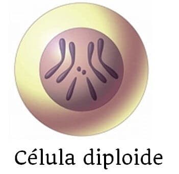 Célula diploide célula diploide