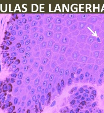 células de langerhans