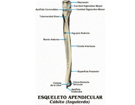 Hueso cúbito (ulna ) hueso cúbito