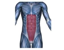 músculos rectos del abdomen