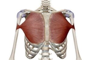 musculo pectoral mayor