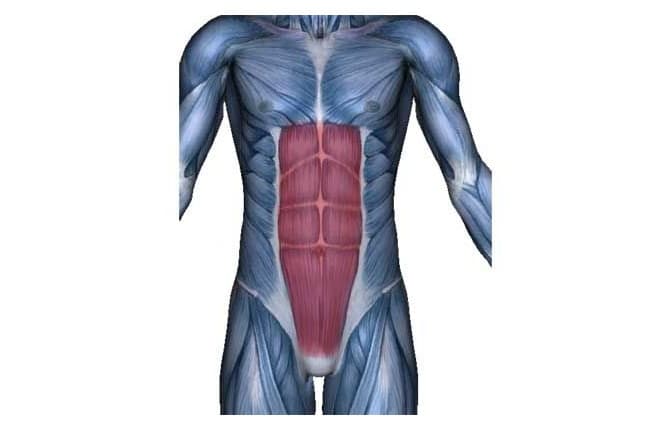 Músculo recto del abdomen músculos rectos del abdomen