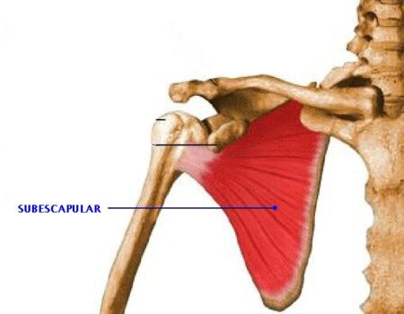 Músculo subescapular Músculo subescapular