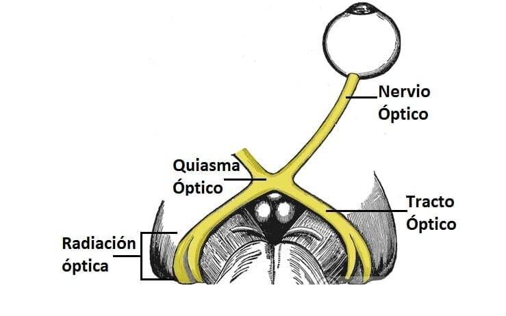 Сшивание нерва латынь. Optic nerve. Optic nerve Anatomy. Optic Chiasm.