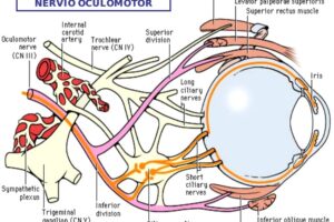 Nervio oculomotor (III par craneal): origen, trayecto y ramas