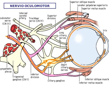 Nervio oculomotor (III par craneal): origen, trayecto y ramas