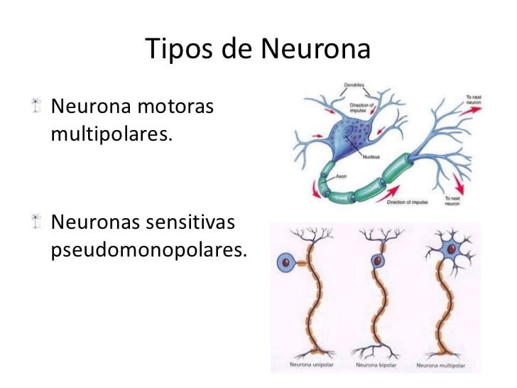 sistema nervioso