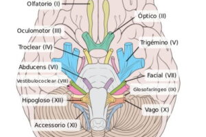 Sistema nervioso Clasificación funcional de los pares craneales: sensoriales, motores y mixtos