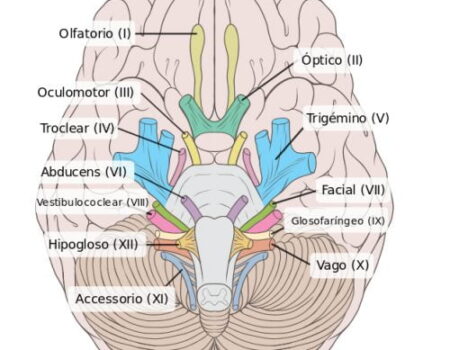 Clasificación funcional de los pares craneales: sensoriales, motores y mixtos