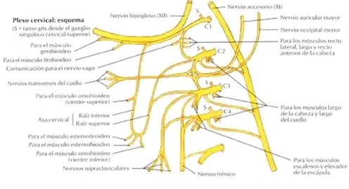 Plexo cervical