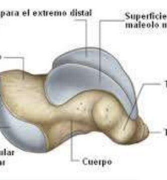 hueso astrágalo