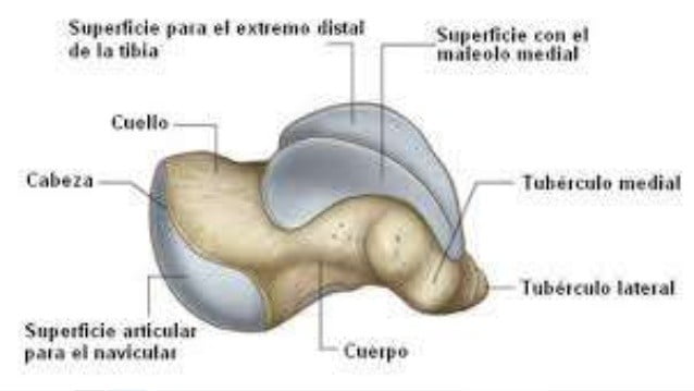 hueso astrágalo