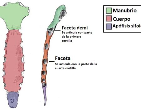 esternón