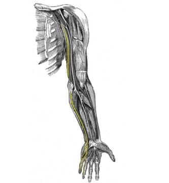 nervio cubital