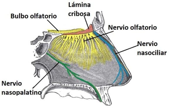 nervio olfatorio