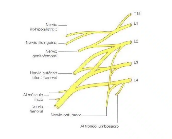 plexo lumbar