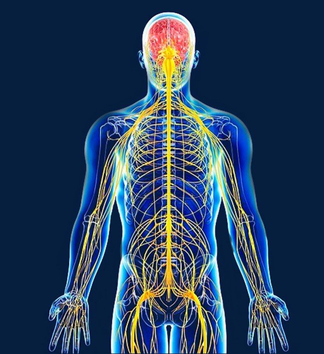 Qué es el sistema nervioso? (definición, concepto, función)