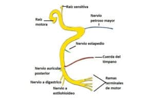 Nervio facial