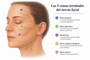 Las 5 ramas terminales del nervio facial: temporal, cigomática, bucal, marginal mandibular y cervical