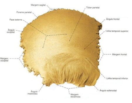 Hueso parietal hueso parietal