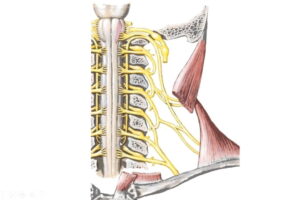nervio accesorio