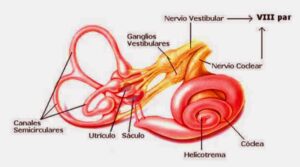 Nervio vestibulococlear (VIII par craneal): anatomía, función, vértigo e hipoacusia