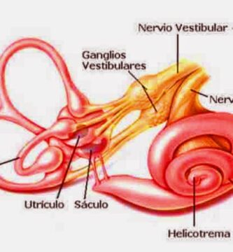 Nervio vestibulococlear (VIII par craneal): divisiones coclear y vestibular