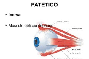 nervio patetico
