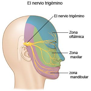 nervio trigemino