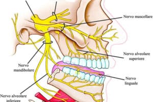 Nervio trigémino (V par craneal): núcleos, ganglio del trigémino y sus tres divisiones (oftálmico, maxilar, mandibular)
