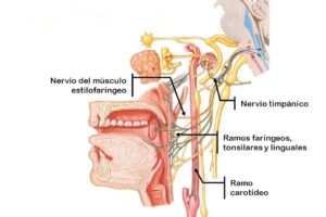 Nervio vago (X par craneal): trayecto desde el bulbo hasta el abdomen