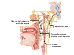Nervio vago (X par craneal): anatomía, funciones, ramas y patología