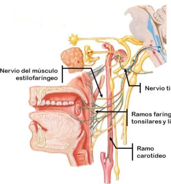 Nervio vago (X par craneal): trayecto desde el bulbo hasta el abdomen
