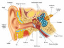 Nervio auditivo