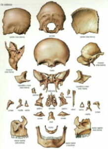 Anatomía humana el cuerpo humano y sus partes imagenes