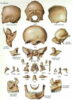 el cuerpo humano y sus partes imagenes
